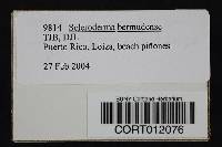 Image of Scleroderma bermudense