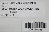 Tricholoma imbricatum image