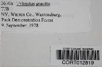 Austroboletus gracilis image