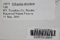 Polyporus alveolaris image