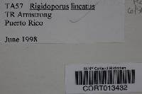 Rigidoporus lineatus image