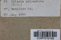 Xylaria polymorpha image