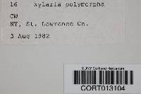 Xylaria polymorpha image