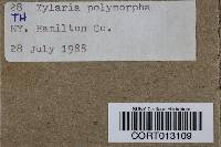 Xylaria polymorpha image