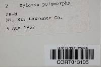 Xylaria polymorpha image