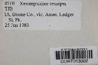 Xeromphalina tenuipes image