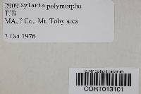 Xylaria polymorpha image
