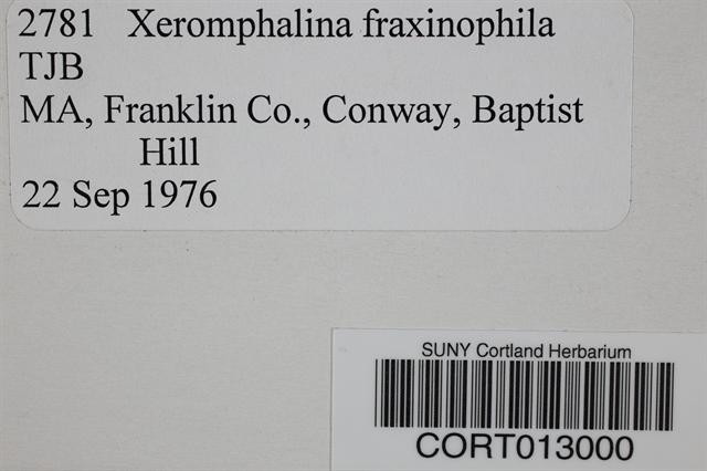 Xeromphalina fraxinophila image