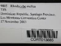 Rhodocybe mellea image