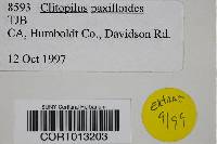 Clitopilus paxilloides image