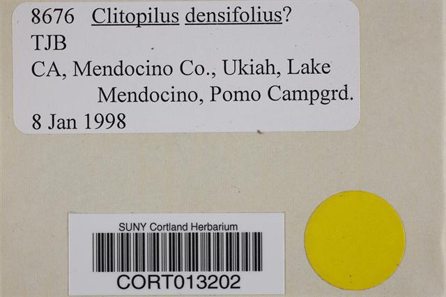Clitopilus densifolius image