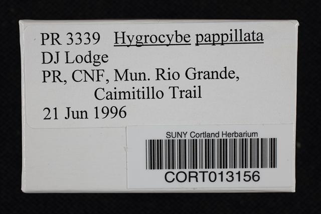 Hygrocybe papillata image