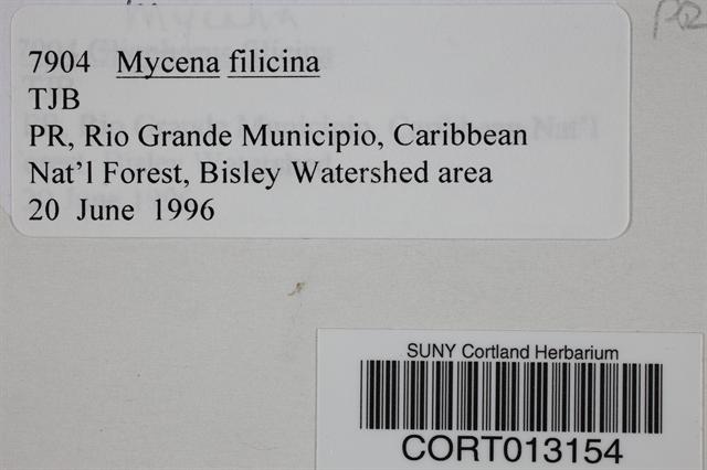 Mycena filicina image