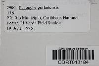 Psilocybe guilartensis image