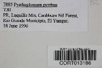 Pyrrhoglossum pyrrhum image