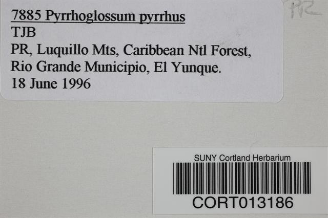 Pyrrhoglossum image