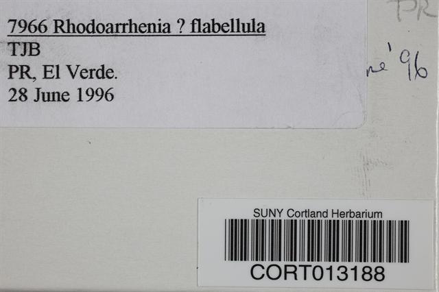 Rhodoarrhenia flabellulum image