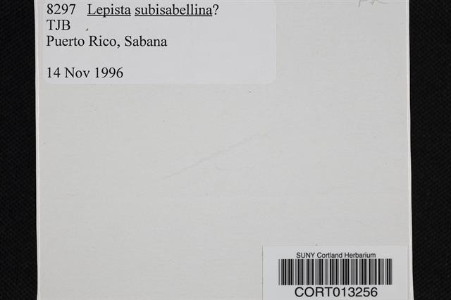 Lepista subisabellina image