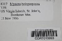 Mycena holoporphyra image