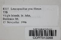 Leucopaxillus gracillimus image