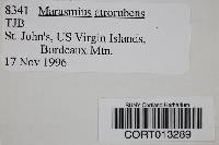 Marasmius atrorubens image