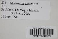 Marasmius atrorubens image