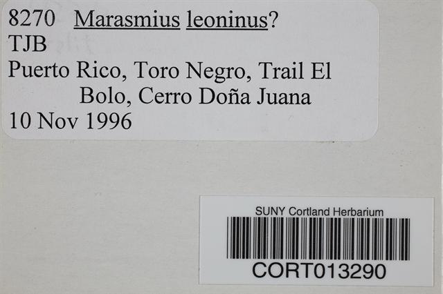 Marasmius leoninus image