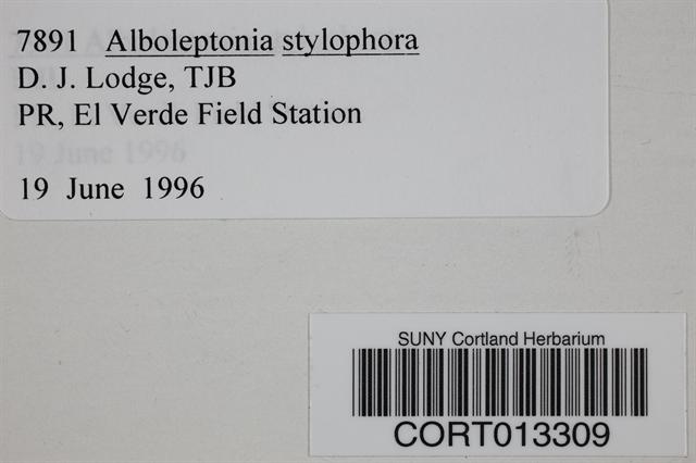 Alboleptonia stylophora image