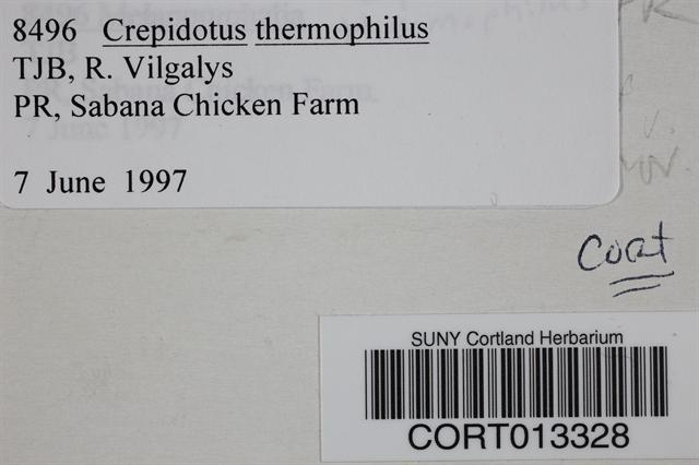 Crepidotus thermophilus image