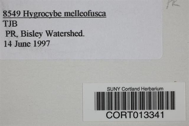 Hygrocybe melleofusca image