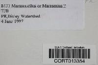 Marasmius palmivorus image