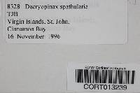 Dacryopinax spathularia image