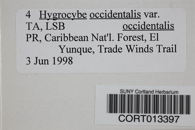 Hygrocybe occidentalis image