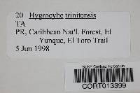 Hygrocybe trinitensis image