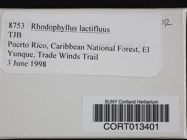 Rhodophyllus lactifluus image
