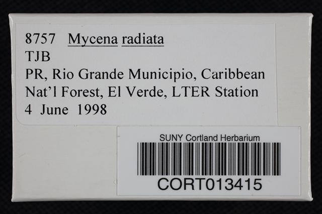 Mycena radiata image