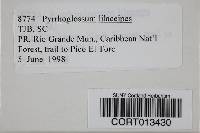 Image of Pyrrhoglossum lilaceipes