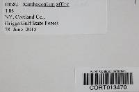 Xanthoconium affine image