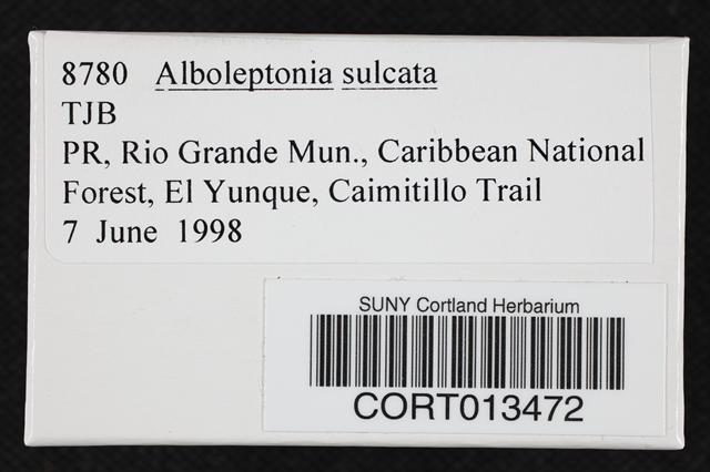 Alboleptonia sulcata image
