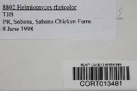 Xeromphalina tenuipes image