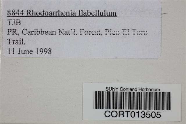 Rhodoarrhenia flabellulum image