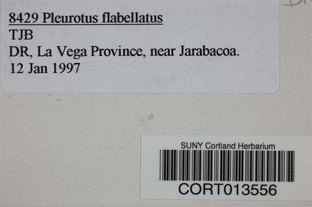 Pleurotus flabellatus image