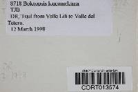 Boletopsis leucomelaena image