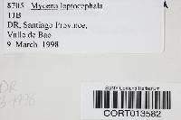 Mycena leptocephala image