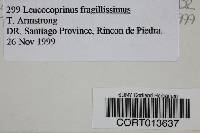 Leucocoprinus fragilissimus image