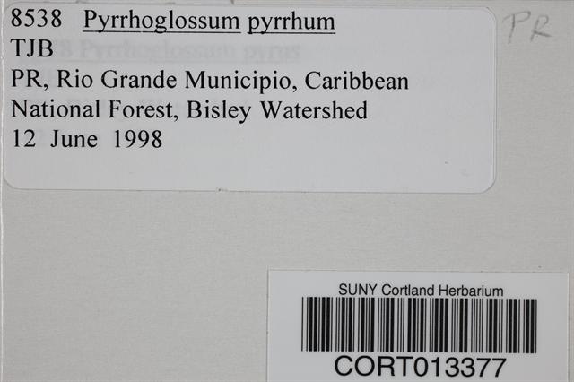 Pyrrhoglossum image