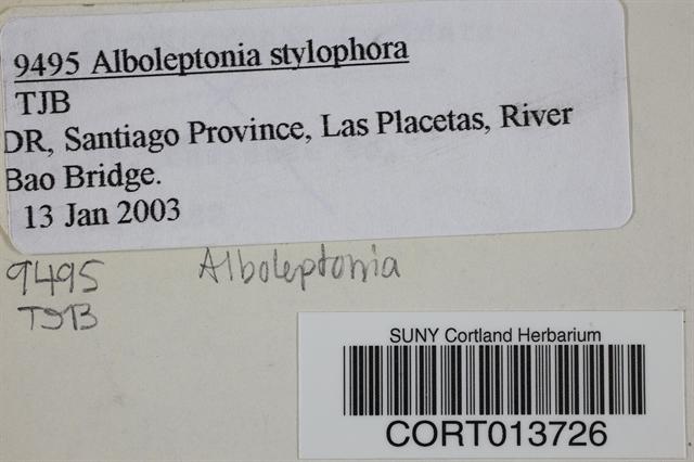 Alboleptonia stylophora image