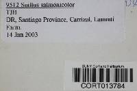 Suillus salmonicolor image