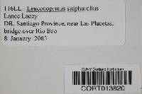 Leucocoprinus sulphurellus image