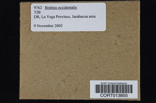 Boletus occidentalis image